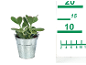 Succulent plant in a metal pot with a measuring scale next to it
