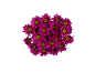 Bunch of fuchsia daisies with yellow centers on a black background.