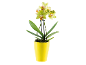 Yellow orchid in yellow pot