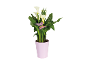 White calla lily plant in a pink pot with decorative butterflies