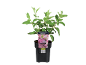 Green hydrangea plant in a black pot with a label showing pink flowers and the text 'Hydrangea paniculata Vanille Fraise'.