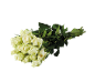 Bouquet of white roses with green leaves.