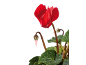 Red cyclamen flower with a bud and green leaves against a black background.