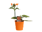 Flowering African Star of Bethlehem in an orange pot, with an 'African Breeze' label.