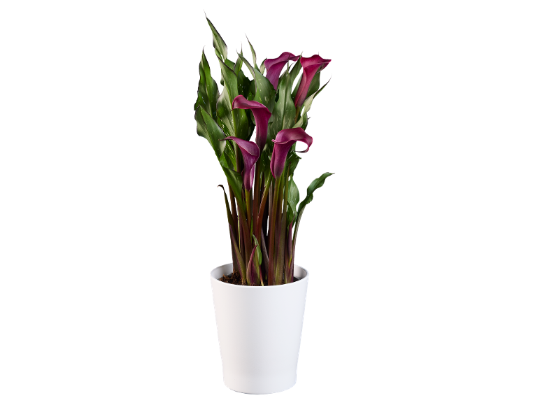 Purple calla lily plant in white pot on black background.