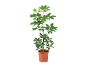 Indoor plant with green leaves in a brown plastic pot