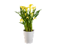 Yellow calla lily plant in a white pot on a black background.