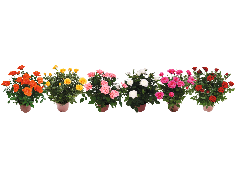 Potted roses in various colors: orange, yellow, pink, white, and red.