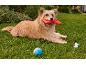 Dog with red toy lying on grass with a ball and a toy bone.