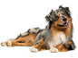 Australian Shepherd with tricolor coat lying down, looking at the camera.