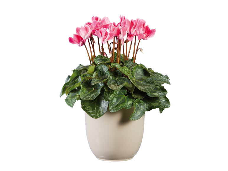 Pink cyclamen plant in a light-colored pot on a black background.