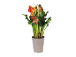 Orange calla lily plant in a grey pot with decorative butterflies.