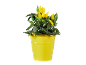 Plant of yellow and green peppers in a yellow bucket.