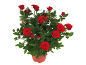 Potted rose bush with vibrant red roses and green leaves.