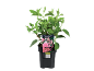Hydrangea paniculata Sundae Fraise in a black pot, with a label featuring pink flowers.