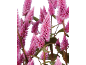 Close-up of vibrant pink celosia flowers with green leaves.