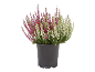 Heather plant in black pot with pink and white flowers