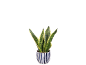 Snake plant with green and yellow leaves in a blue and white striped pot.