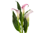 Three pink and white calla lilies with green leaves on a black background.