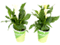 Two white calla lily plants in green pots with the text 'Colour to every taste'.