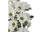 Close-up of white chrysanthemums with green centers, arranged in a bouquet.