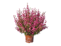 Erica gracilis plant in a pot with pink flowers, on a black background.