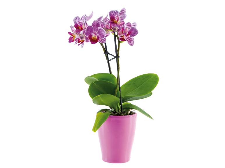 Pink striped Phalaenopsis orchid in a pink pot.