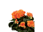 Orange begonia plant with vibrant blossoms and dark green leaves against a black background.