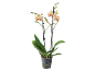 Phalaenopsis orchid with peach-colored flowers and red stripes in a transparent pot.
