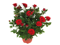 Potted rose bush with vibrant red roses and green leaves.