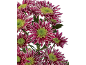 Fuchsia and white chrysanthemums with green centers against a black background.