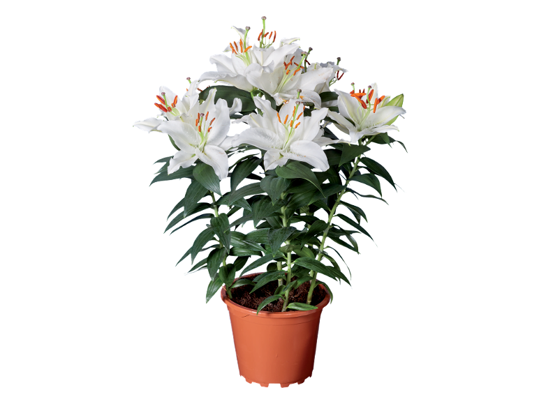 White lilies in a terracotta pot against a black background.