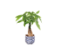 Money plant in a white pot with a blue pattern.