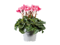 Pink cyclamen in a white pot with the text 'Cyclamen Alpenveilchen'.