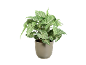 Indoor plant with green and white leaves in a beige pot