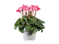 Pink cyclamen in a white pot with the text 'Cyclamen Alpenveilchen'.