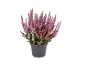 Heather plant in grey pot with pink and purple flowers