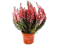 Winter heather with red flowers in a terracotta pot with text 'CALLUNA VULGARIS'
