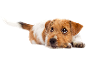 Brown and white puppy lying down with a sweet gaze.