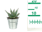 Succulent plant in a metal pot with a measuring ruler beside it.