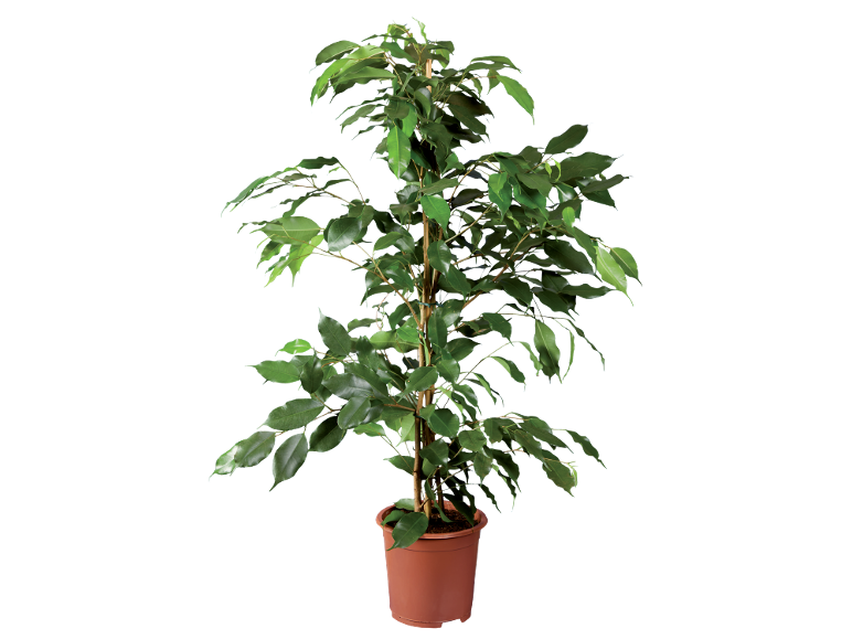 Potted green plant with slender leaves and multiple stems on a black background.