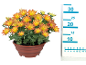 Orange and yellow chrysanthemums in a brown pot with a measuring ruler.