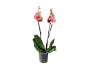 Orchid with pink flowers and buds in a transparent pot.