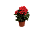 Red begonia in brown pot
