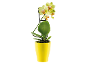 Yellow orchid in a yellow pot
