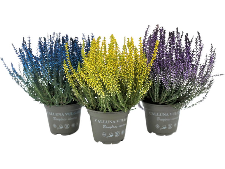 Three potted heathers, one blue, one yellow, and one purple, with 'CALLUNA VULGARIS Bruyères vivaces' text.