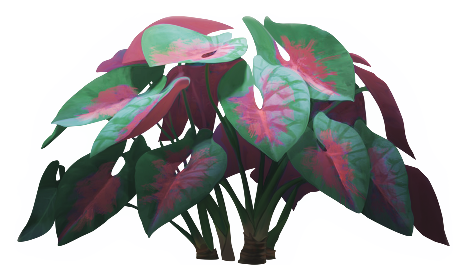 Green and pink leaves on a black background.
