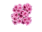 Bouquet of pink chrysanthemum flowers on a black background.