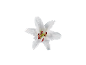 White lily with red stamens on a white background