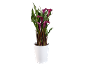 Purple calla lily plant in a white pot on a black background.